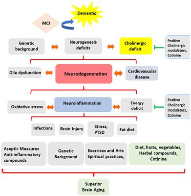 Nicotinic acetylcholine receptors and learning and memory deficits in Neuroinflammatory diseases